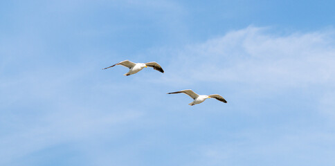 Two seagulls flying together with a blue sky