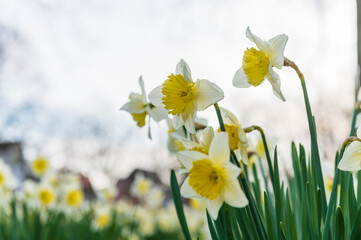 Closeup shot of beautiful white-petaled narcissus flowers