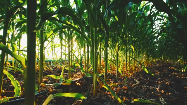green maize corn crop in agricultural field with sunlight and lens flare, animal feed agricultural industry, low angle and dolly in shots, slow motion