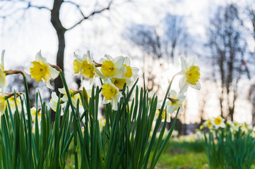 Blooming daffodils. Flowering white narcissus at springtime. Spring flowers. Shallow depth of field. Selective focus.