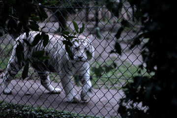 Regard intimidant d'un tigre blanc au aguet