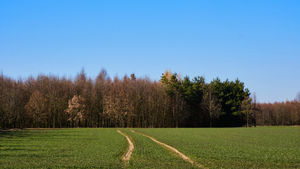 Fototapeta premium Traces in green field