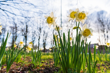 Blooming daffodils. Flowering white narcissus at springtime. Spring flowers. Shallow depth of field. Selective focus.