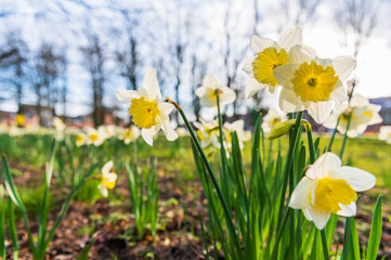 Blooming daffodils. Flowering white narcissus at springtime. Spring flowers. Shallow depth of field. Selective focus.