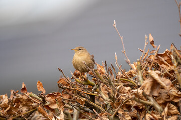 Wren bird on a tree in winter and automn / fall