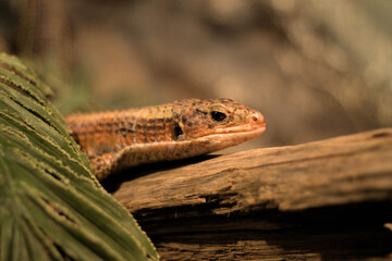 Lézard jaune sur un arbre