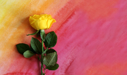 Photo of a yellow rose flat lay on a hand-drawn watercolor gradient red rose background.