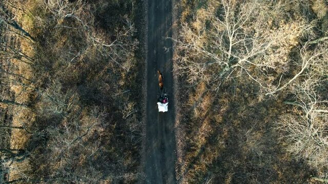 Aerial Drone View Flight Over horse-drawn cart with people and white bags that rides along dirt road between trees on sunny day. Horse-drawn transport, transportation. Old authentic rural countryside