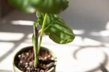 Sprout Calathea Orbifolia unfolds green leaf close-up on the windowsill in bright sunlight with shadows. Potted house plants, green home decor, care and cultivation, marantaceae variety.