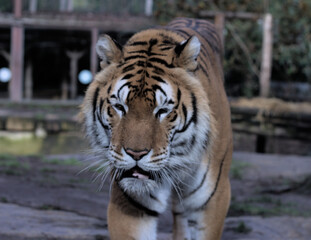 tigre en train de se recoiffer