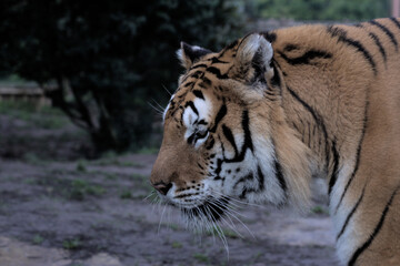 Tigre de tanzanie 2