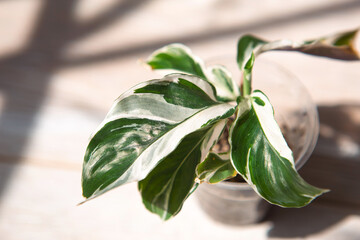 Calathea fusion white green variegate leaf close-up on the windowsill in bright sunlight with...