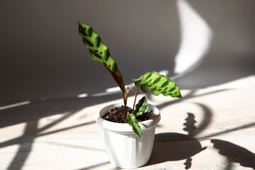 Calathea lancifolia green pattern leaf close-up on the windowsill in bright sunlight with shadows. Potted house plants, green home decor, care and cultivation, marantaceae variety.