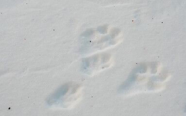 Eastern cottontail rabbit (Sylvilagus floridanus) tracks in snow