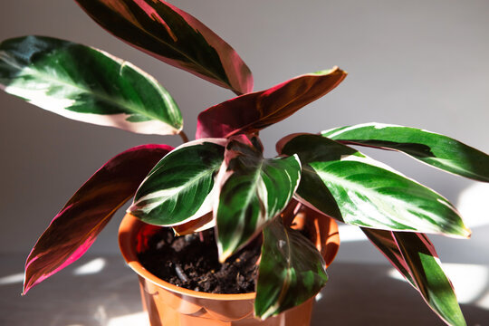 Blood-red stromanta - Stromanthe Triostar Tricolor variety close-up leaf on the windowsill in bright sunlight with shadows. Potted house plants, green home decor, care and cultivation
