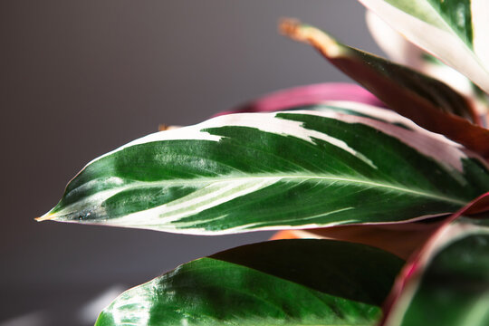 Blood-red stromanta - Stromanthe Triostar Tricolor variety close-up leaf on the windowsill in bright sunlight with shadows. Potted house plants, green home decor, care and cultivation