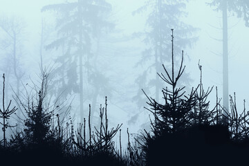 trees in the morning in fog 