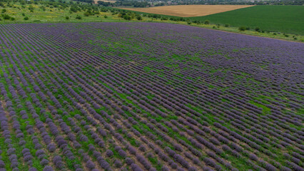 People are photographed in a lavender field. No faces are visible. Fashionable photo session.