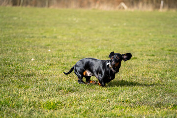 black dog (dachshund - wiener dog) in the park on some grass