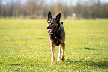 happy german shepherd dog in the field