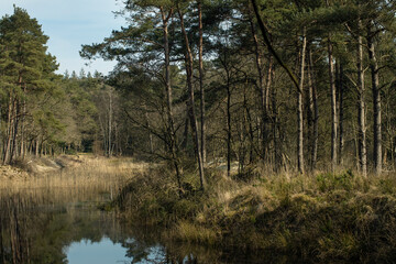 Fototapeta na wymiar Forest and swamp. Uffelte. Netherlands. Reed.