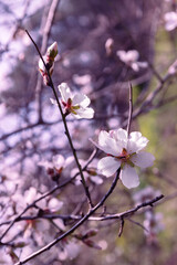 Vertical shot of blooming almond branch with white flowers and buds. Close-up, macro photography. Soft blurred background.