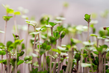 Naklejka premium Fresh microgreens. Close-up of microgreens of purple radish