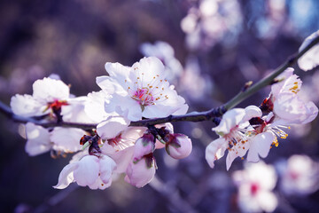 Close-up shot of almond tree branch with white flowers and buds. Macro photography. Soft blurred background. Selective focus.