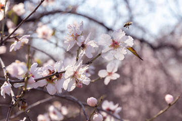Close-up of almond branch blooming in spring time. Bee collects pollen from white almond flowers. Macro photography. Blurred background. Selective focus.