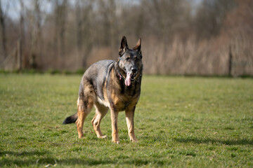 Naklejka na ściany i meble happy german shepherd dog in the field
