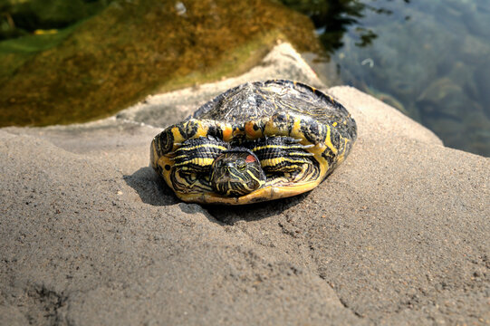 A lone Red-Eared Slider Turtle (Trachemys Scripta) with an abnormal shaped shell basking in the sun on a rock.