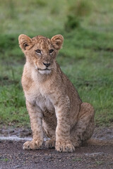 Fototapeta premium wet young lion cub