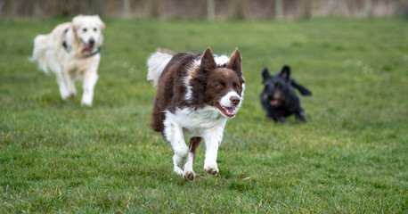 border collie dog running and playing with another dog