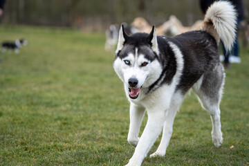 siberian husky dog running towards the camera, red and blue eyes, winter time, playing
