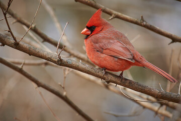 Male Northern Cardinal (Cardinalis cardinalis)