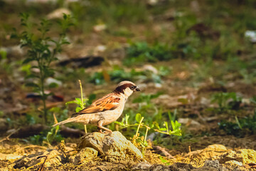 female house sparrow