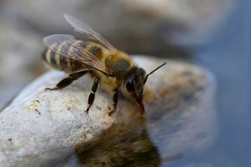 Bee on stone