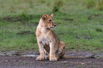 Wet lion cub sitting in the grass