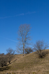 Fototapeta na wymiar Large oak tree with no leaves standing in a rolling hill landscape on sunny day with blue sky.