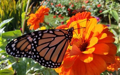 monarch butterfly on flower