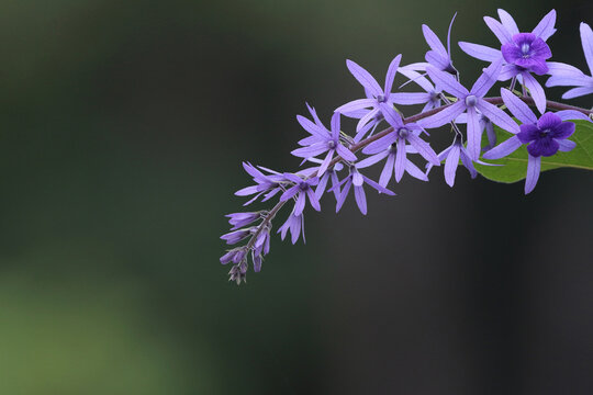 Phuang khram flowers, creepers, purple flowers in bouquets colorful ornamental trees
