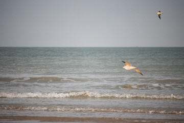Vol de mouette hivernal sur une plage du Calvados