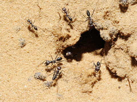 Closeup of the nature of Israel -  cataglyphis ants