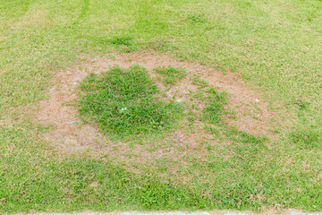 A patch is caused by the destruction of fungus Rhizoctonia Solani grass leaf change from green to...