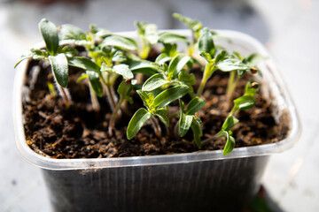 Planting young tomato seedlings in peat pots on wooden background. Agriculture, garden, homegrown food, vegetables, self-sufficient home, sustainable household concept. Plant seedlings growing