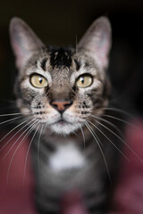 Close portrait of a grey tabby cat with green eyes and long white whiskers
