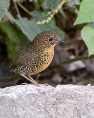 Scaly-breasted cupwing or Scaly-breasted wren-babbler photographed in Uttarakhand, India
