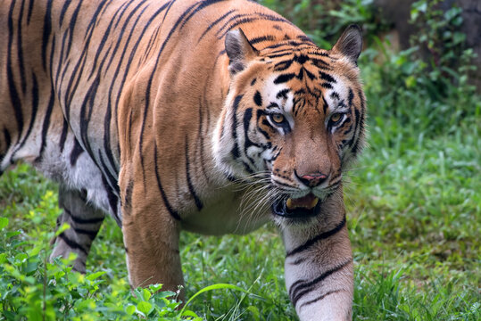 Close up photo of a Sumatran tiger