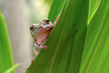 A tree frog hiding behind a leaf