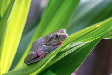 A tree frog hiding behind a leaf